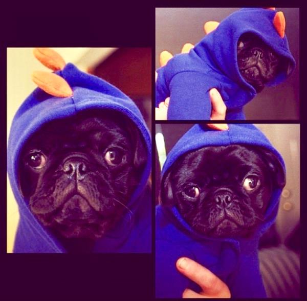 /Images/uploads/PUG NATION RESCUE OF LOS ANGELES/pugnationcalendar/entries/2473thumb.jpg
